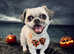 Reactive pugzu needs rehoming