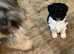 Tibetan Terrier Puppy.