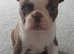Gorgeous KC registered, Boston Puppies