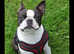 Female boston terrier