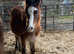 Welsh a colt