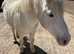 Rainbow - 13hh - 14year old project pony
