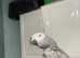 African Grey Parrot brilliant talker inc cage