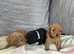 Beautiful toy poodle