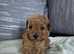 Beautiful toy poodle