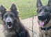 Male German Shepherd