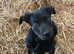 6 Month old dog