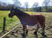 Sad sale of the most amazing kids pony