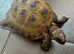Horsefield Tortoise (four years old)