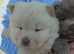 Chow pups lilac