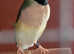 2 female Adult Gouldian finch