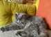 Missing British longhair