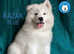KC Registered from a  Champion bloodline stunning Samoyed puppies