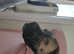 Cane corso girl