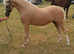 Top class section B gelding