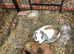 Rabbits for sale