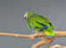 Orange Winged Amazon,18