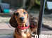 13-Week-Old Miniature Dachshund Puppies Ready for Their Forever Homes!