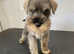 Pedigree miniature schnauzer
