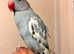 Rare pied blue hand tamed baby Indian ringnick