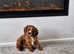 Ruby red male Cavalier King Charles