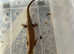 Breeding pair of Major Skinks with exo terra vivarium