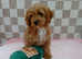 stunning female toy cavapoos