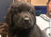 Newfoundland/st Bernard