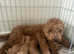 Red Cavapoo puppies
