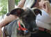Fern girl pup what a sweetie - she is a darling little girl waiting for a lovely forever home and a family
