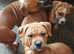 8 Presa Canario Pups Available Now...6 Big Boys & 2 Cute Girls