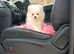 Extra special home needed for my tiny Pom