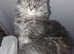 3 FULL MAINECOON KITTENS