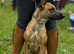 Mali x collie bull grey