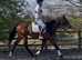 Very sensible RoR Eligible mare