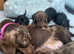 Stunning Dachshund puppies, boys and girls