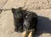 Pedigree German shepherd puppies