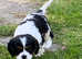 Beautiful cavalier King Charles pups
