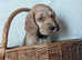 Show Cocker spaniel puppies