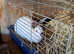 Full rabbit breeding set up.