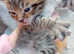 1 beautiful ginger kitten, 1 tabby kitten with ginger markings