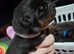 Rottweiler puppies need loving homes