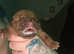 Beautiful dogue de Bordeaux puppy's