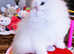 Title Luxury Silver Shaded ns1133 Rare British kittens