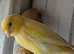 Canaries