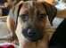 Cane corso x lab