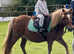 Registered standard Shetland mare