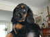 2Black and Tan Cocker Spaniel Puppies