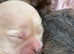 Hypoallergenic teddy puppies looking for new paw pad