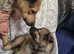 Ready now! german shepherd puppies